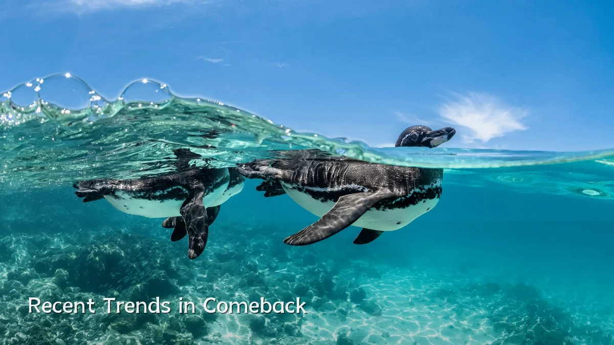 Recent Trends in Comeback