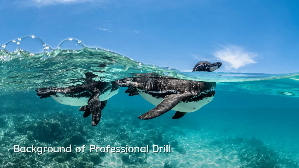 Background of Professional Drill